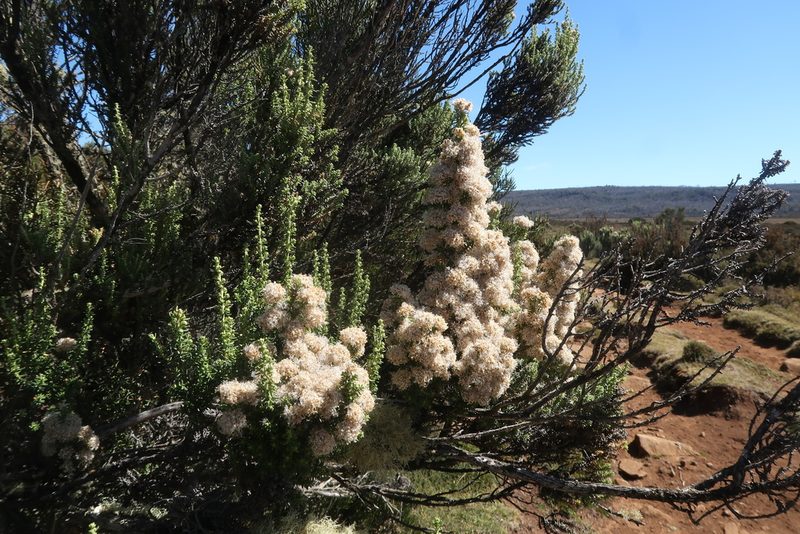Ozothamnus ericifolius, photographed by Cowirrie