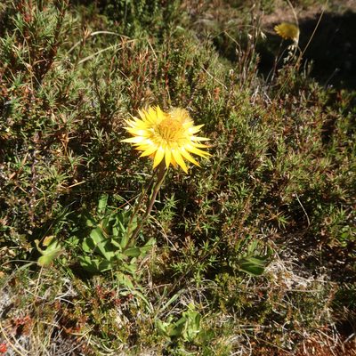 Xerochrysum subundulatum, photographed by Cowirrie
