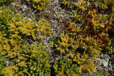 Austrolycopodium fastigiatum, photographed by Cowirrie