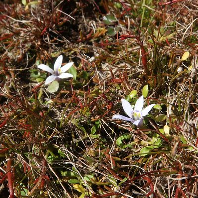 Isotoma fluviatilis, photographed by Cowirrie