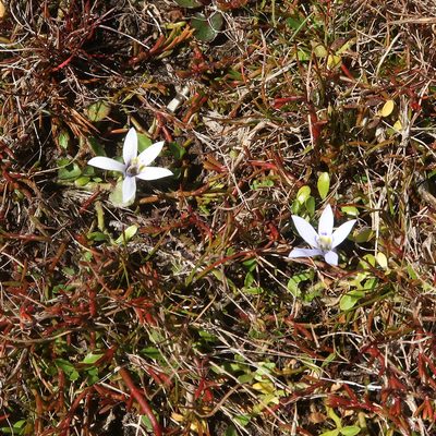 Isotoma fluviatilis, photographed by Cowirrie