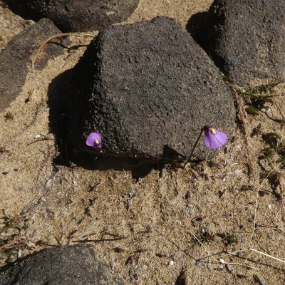 Utricularia dichotoma, photographed by Cowirrie
