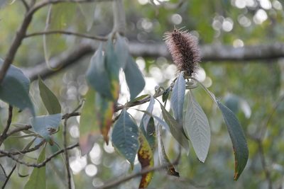 Leucosceptrum canum, photographed by Dinesh Valke