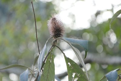 Leucosceptrum canum, photographed by Dinesh Valke
