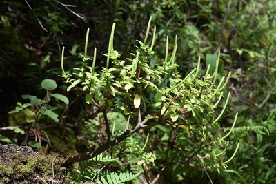 Peperomia leptophylla, photographed by Alan Rockefeller