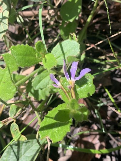 Scaevola aemula, photographed by Guy Taseski