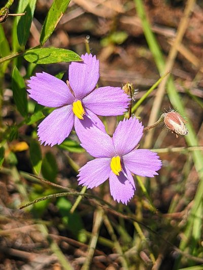 Byblis rorida, photographed by Michael Somerville