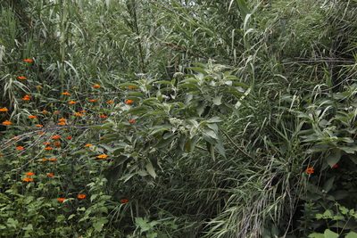 Tithonia rotundifolia, photographed by Tony Rebelo