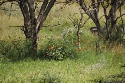 Tithonia rotundifolia, photographed by Tony Rebelo