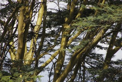 Vachellia xanthophloea, photographed by Tony Rebelo