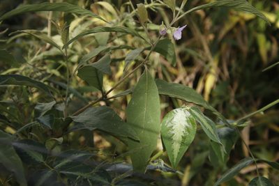 Solanum campylacanthum, photographed by Tony Rebelo