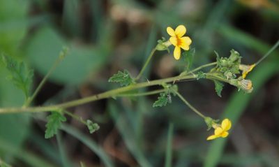 Jamesbrittenia micrantha, photographed by Tony Rebelo