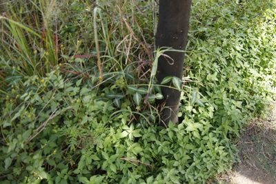 Desmodium uncinatum, photographed by Tony Rebelo