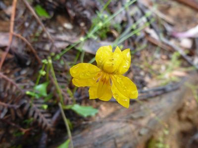 Goodenia lanata, photographed by Kiri Bee