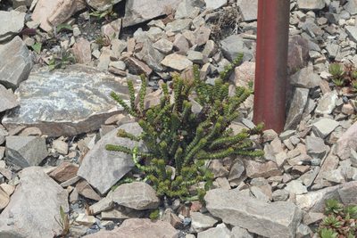 Veronica epacridea, photographed by Jacob Littlejohn