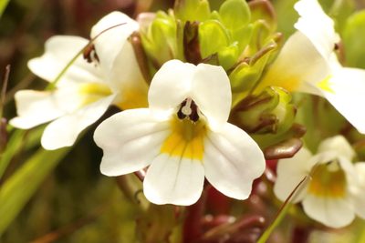 Euphrasia laingii, photographed by Jacob Littlejohn