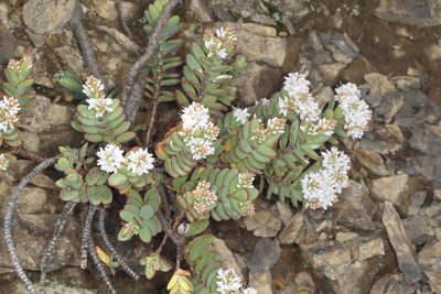 Veronica pinguifolia, photographed by Jacob Littlejohn