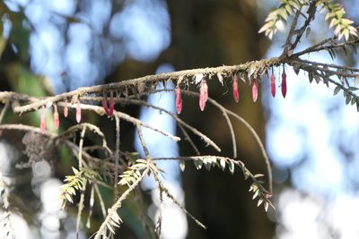 Agapetes serpens, photographed by Dinesh Valke