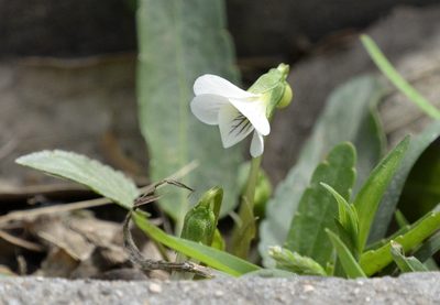 Viola betonicifolia, photographed by Zinogre