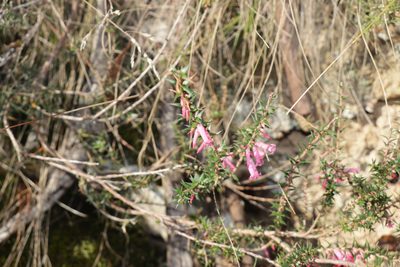 Epacris impressa, photographed by Dylan Wishart