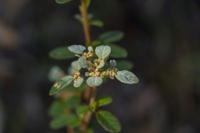 Cryptandra parvifolia, photographed by Dylan Wishart