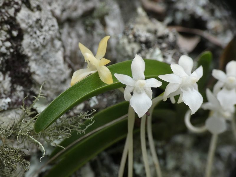 Rangaeris muscicola, photographed by Jonathan Whitaker