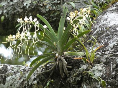Rangaeris muscicola, photographed by Jonathan Whitaker
