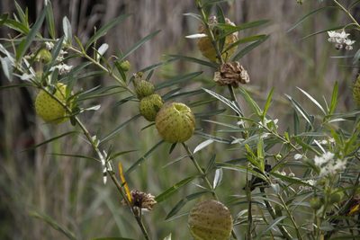 Gomphocarpus physocarpus, photographed by Tony Rebelo