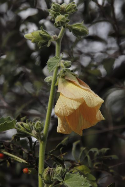 Cravenia panduriformis, photographed by Tony Rebelo