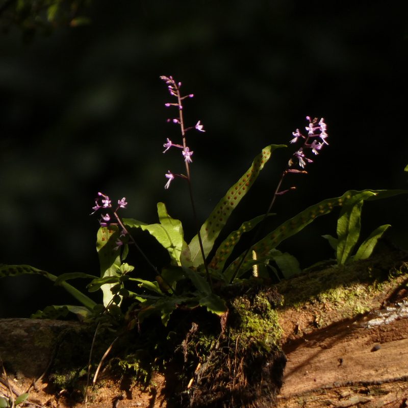 Stenoglottis fimbriata, photographed by Jonathan Whitaker