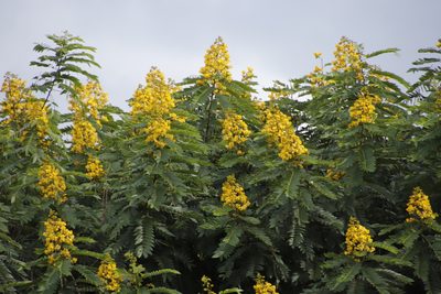 Senna spectabilis, photographed by Tony Rebelo