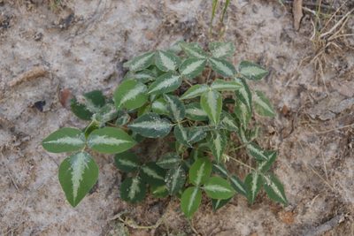Desmodium uncinatum, photographed by Tony Rebelo