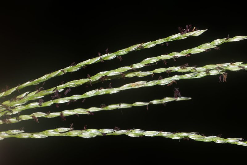 Digitaria eriostachya, photographed by Kevin Faccenda