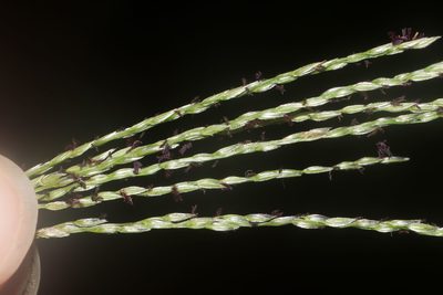 Digitaria eriostachya, photographed by Kevin Faccenda