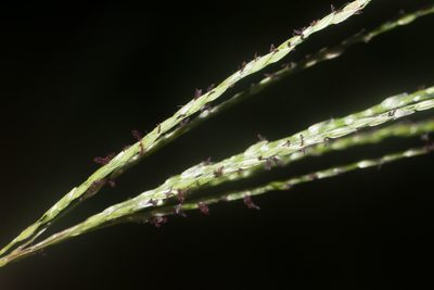 Digitaria eriostachya, photographed by Kevin Faccenda