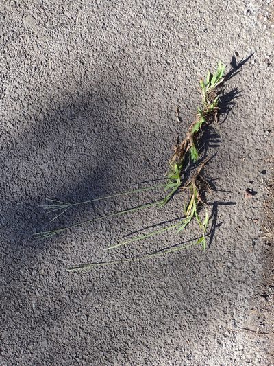 Digitaria eriostachya, photographed by Kevin Faccenda