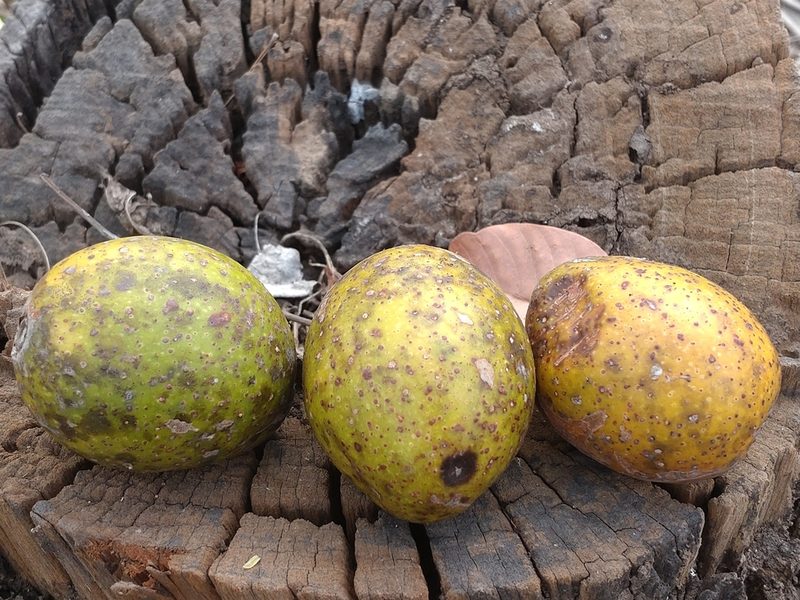 Spondias pinnata, photographed by Utain Pummarin