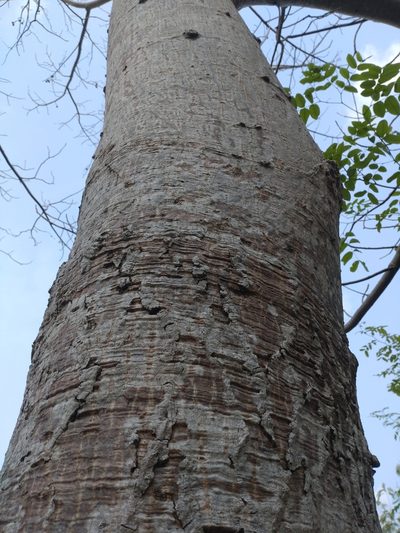 Spondias pinnata, photographed by Utain Pummarin