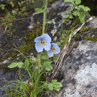 Meconopsis aculeata, photographed by Paulmathi Vinod