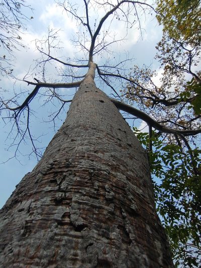 Spondias pinnata, photographed by Utain Pummarin