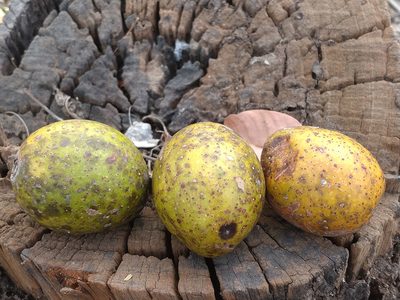 Spondias pinnata, photographed by Utain Pummarin