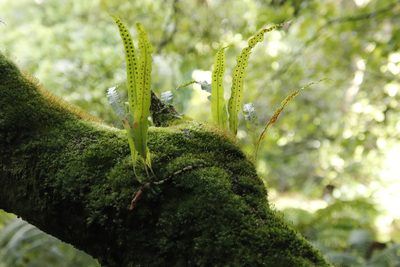 Lepisorus excavatus, photographed by Tony Rebelo