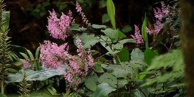Plectranthus fruticosus, photographed by Tony Rebelo