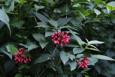 Cestrum elegans, photographed by Tony Rebelo