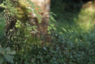 Thalictrum rhynchocarpum, photographed by Tony Rebelo