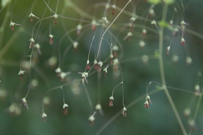 Thalictrum rhynchocarpum, photographed by Tony Rebelo