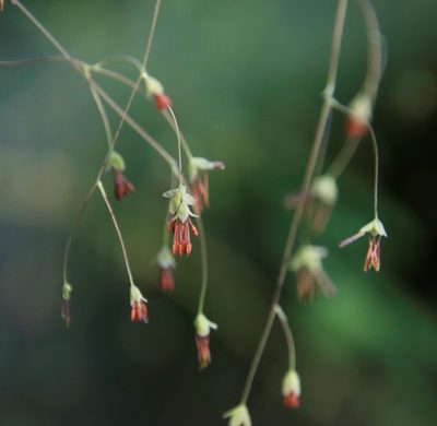 Thalictrum rhynchocarpum, photographed by Tony Rebelo