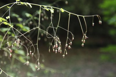 Thalictrum rhynchocarpum, photographed by Tony Rebelo