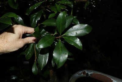 Actephila grandifolia, photographed by Greg Tasney