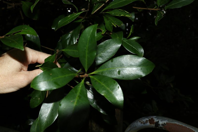 Actephila grandifolia, photographed by Greg Tasney